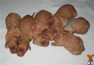 Australian Labradoodles Puppies for Sale